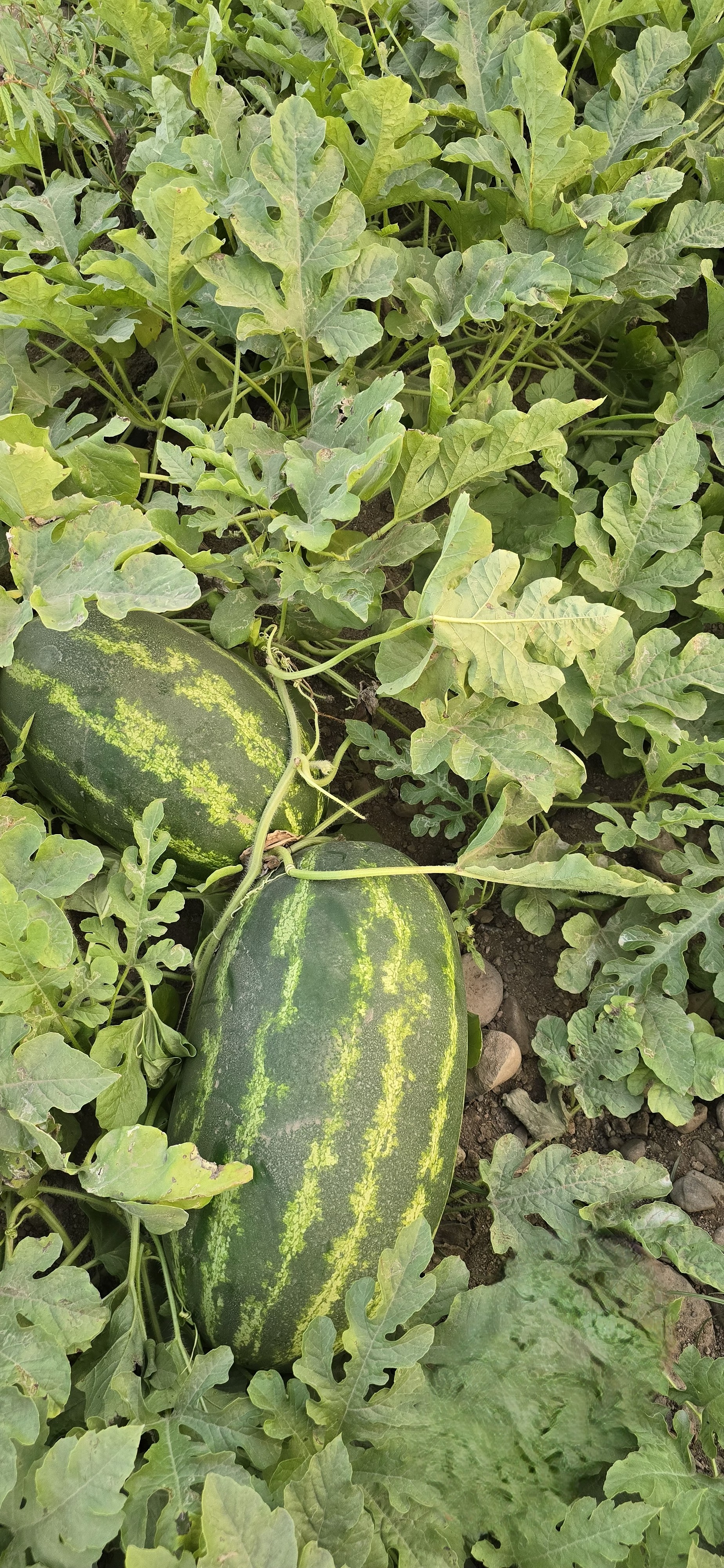 شتلات البطيخ (الحبحب)
