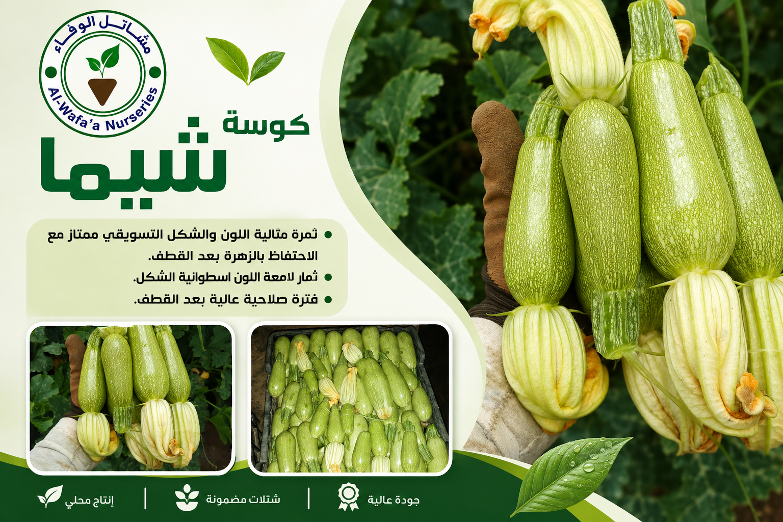 شتلات الكوسة