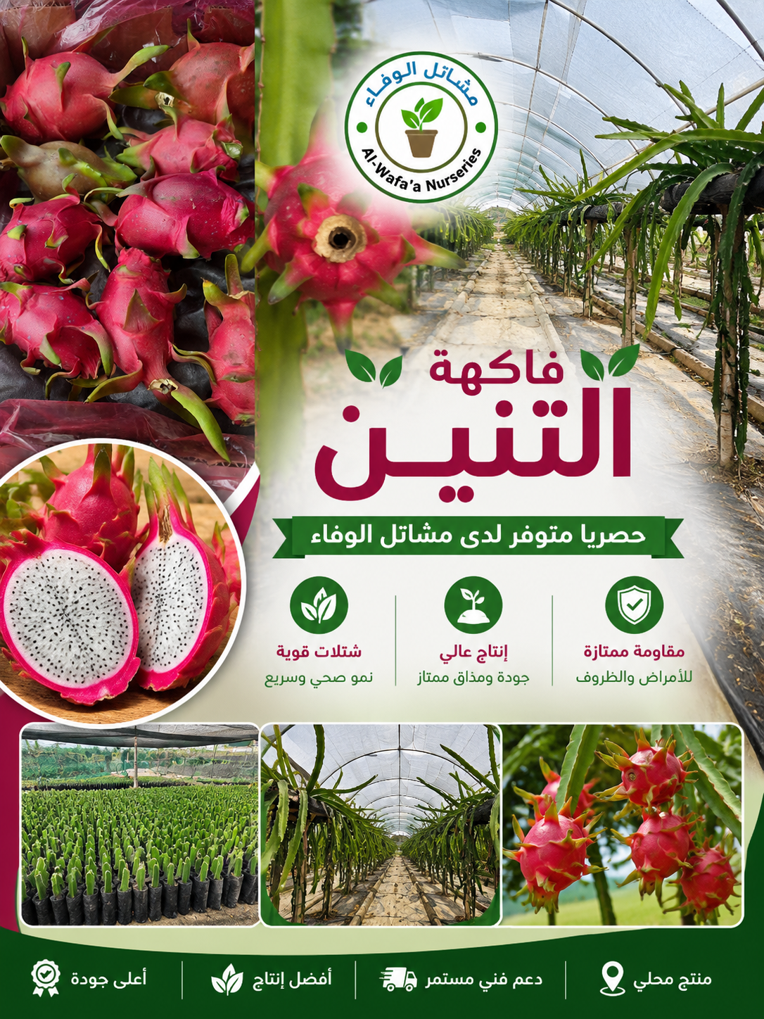 شتلات فاكهة التنين (الدراجون فروت)